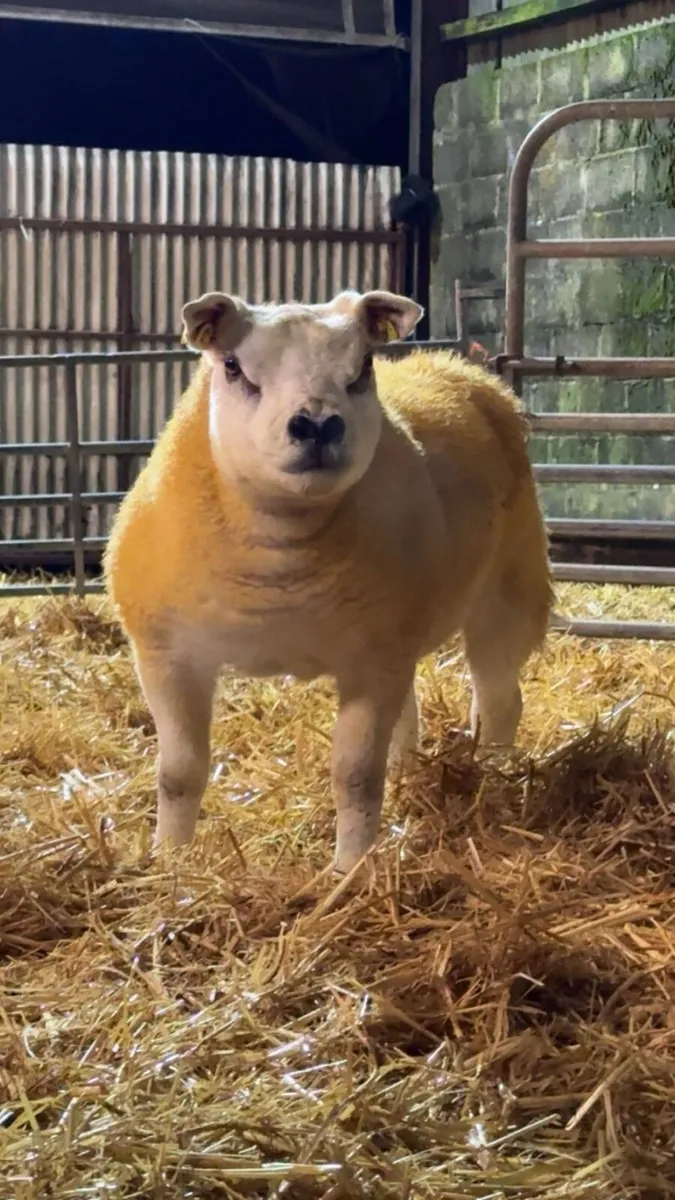 Pedigree Texel Ewe lamb - Image 2