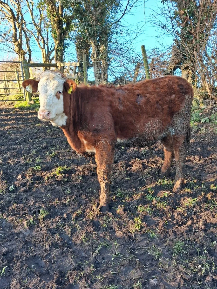 LIMOUSINE HEIFER - Image 1