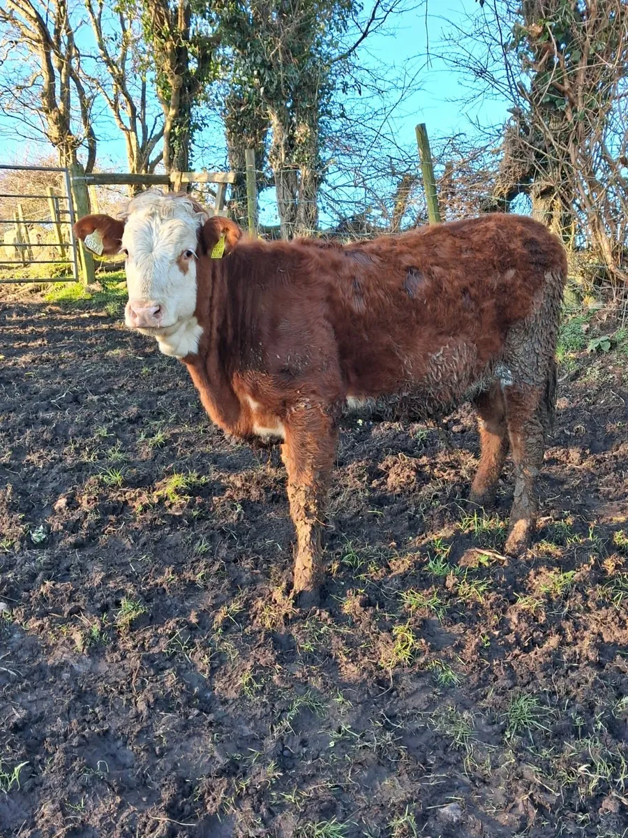 LIMOUSINE HEIFER - Image 2