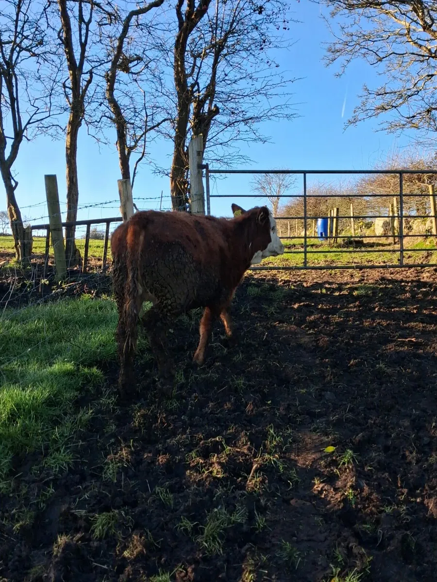 LIMOUSINE HEIFER - Image 3