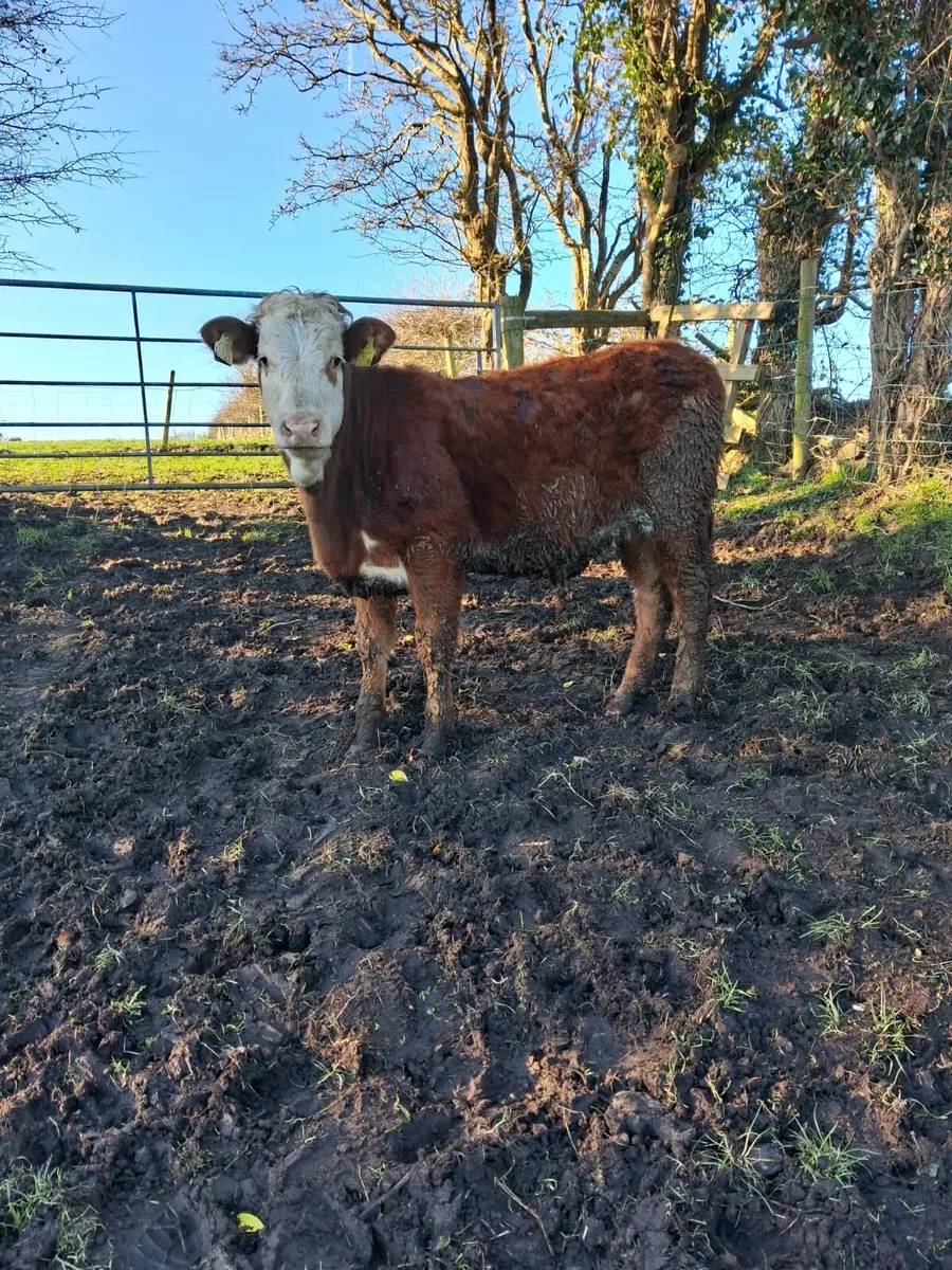 LIMOUSINE HEIFER - Image 4