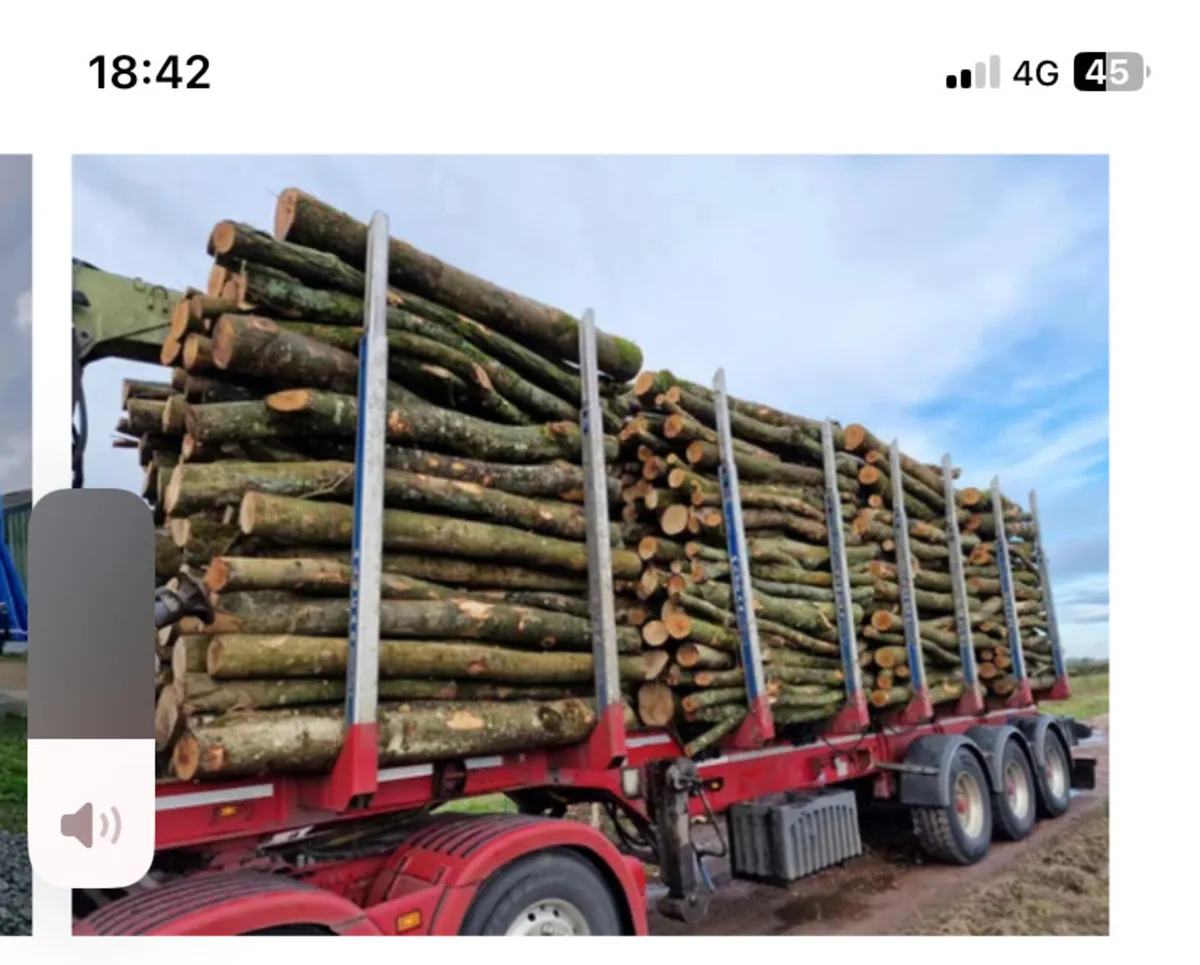 Ash firewood - Image 1