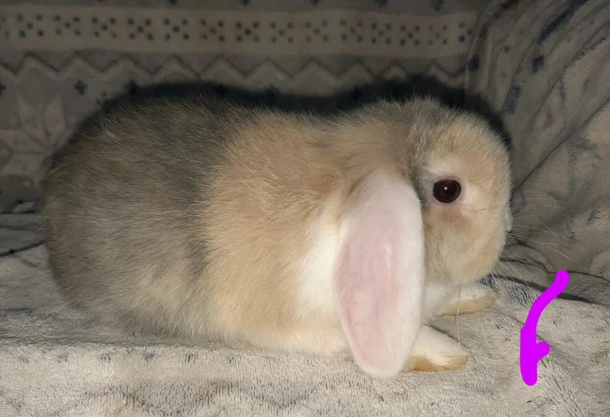 Beautiful baby rabbits - Image 1