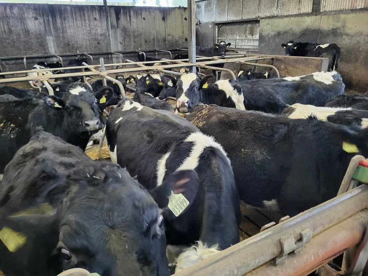 Incalf Dairy heifers - Image 4