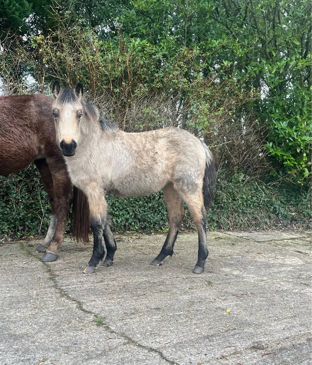 Exceptional Connemara x Draught Filly foal - Image 1