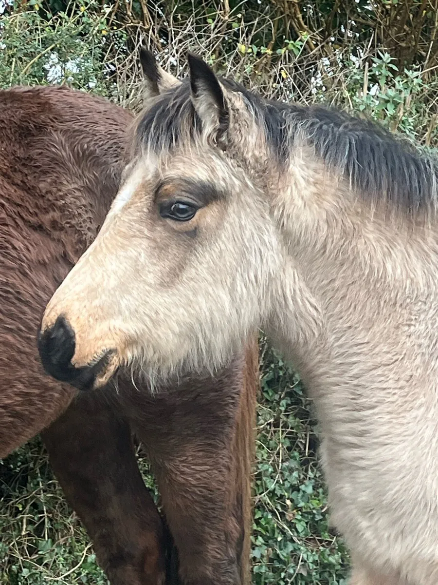 Exceptional Connemara x Draught Filly foal - Image 2