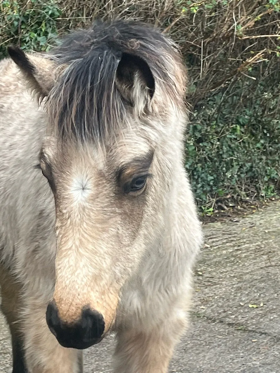 Exceptional Connemara x Draught Filly foal - Image 3