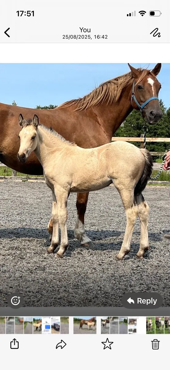 Exceptional Connemara x Draught Filly foal - Image 4