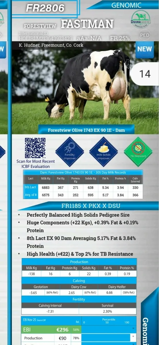 Incalf Dairy heifers - Image 2