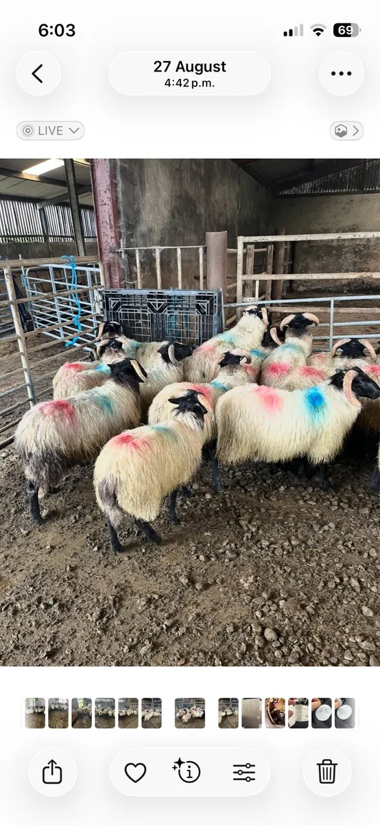17 mountain ram lambs - Image 1