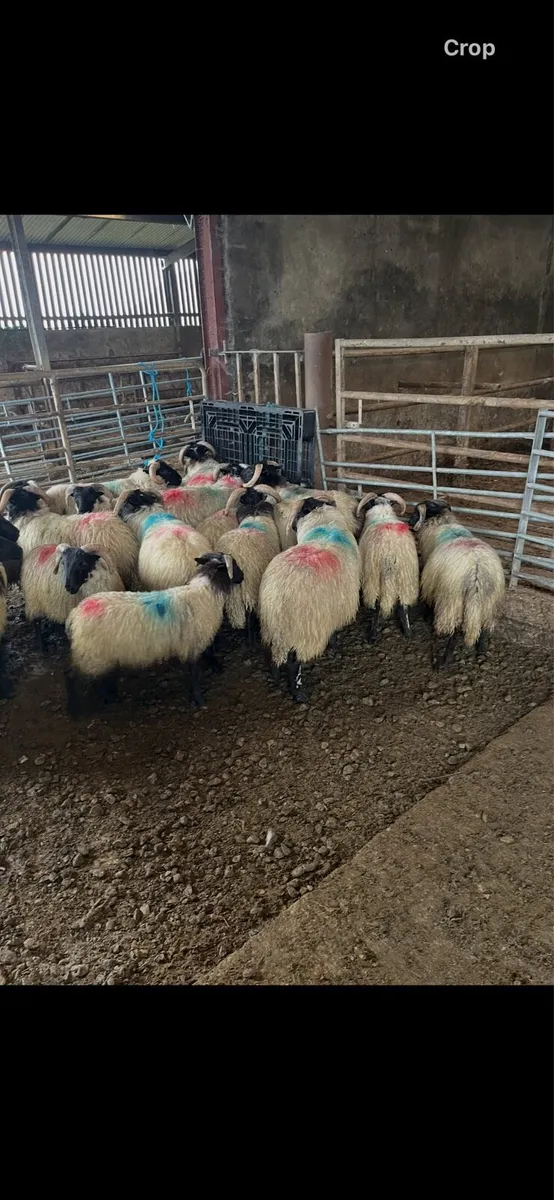 17 mountain ram lambs - Image 2