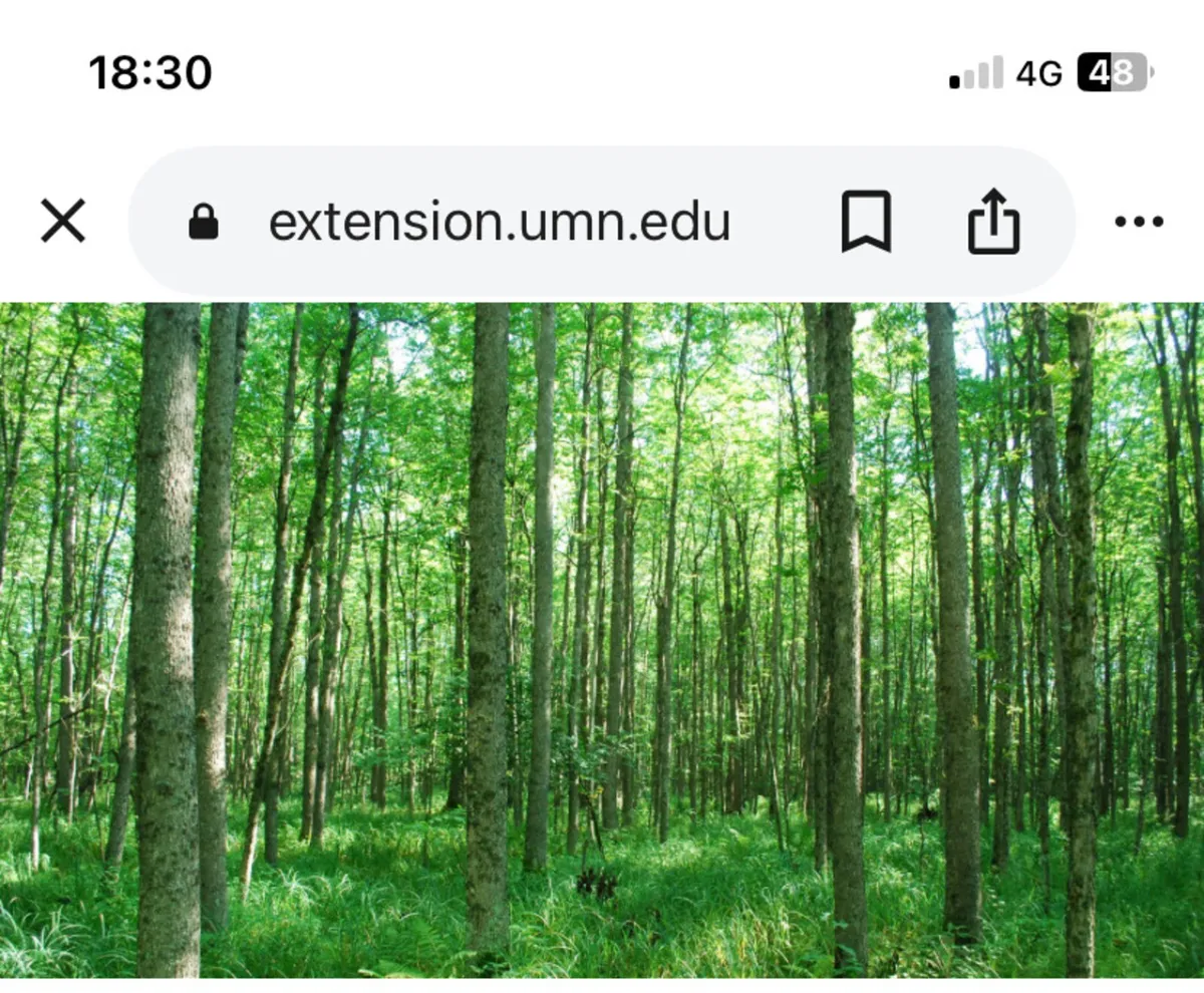 Ash firewood - Image 2