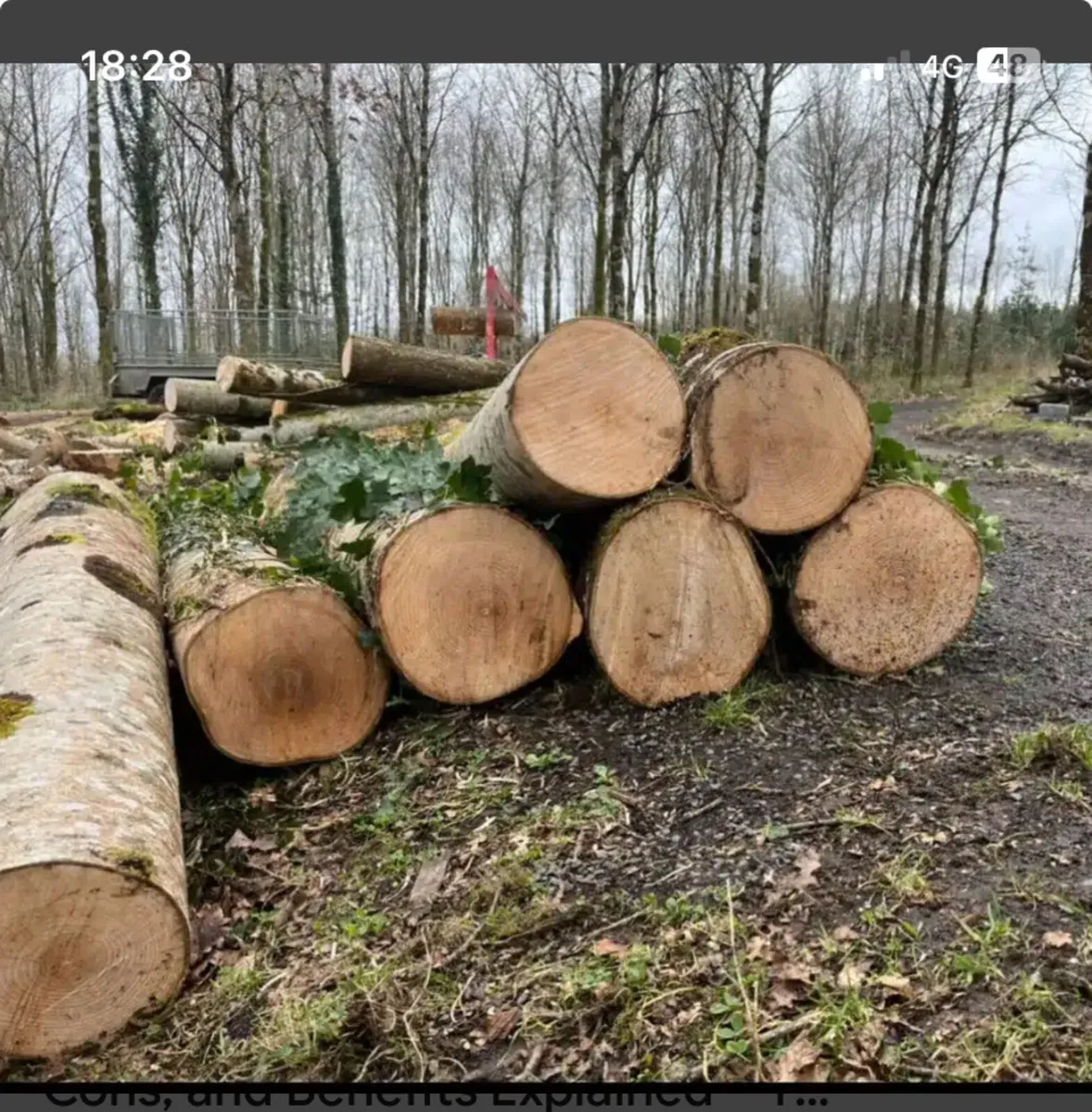 Ash firewood - Image 3