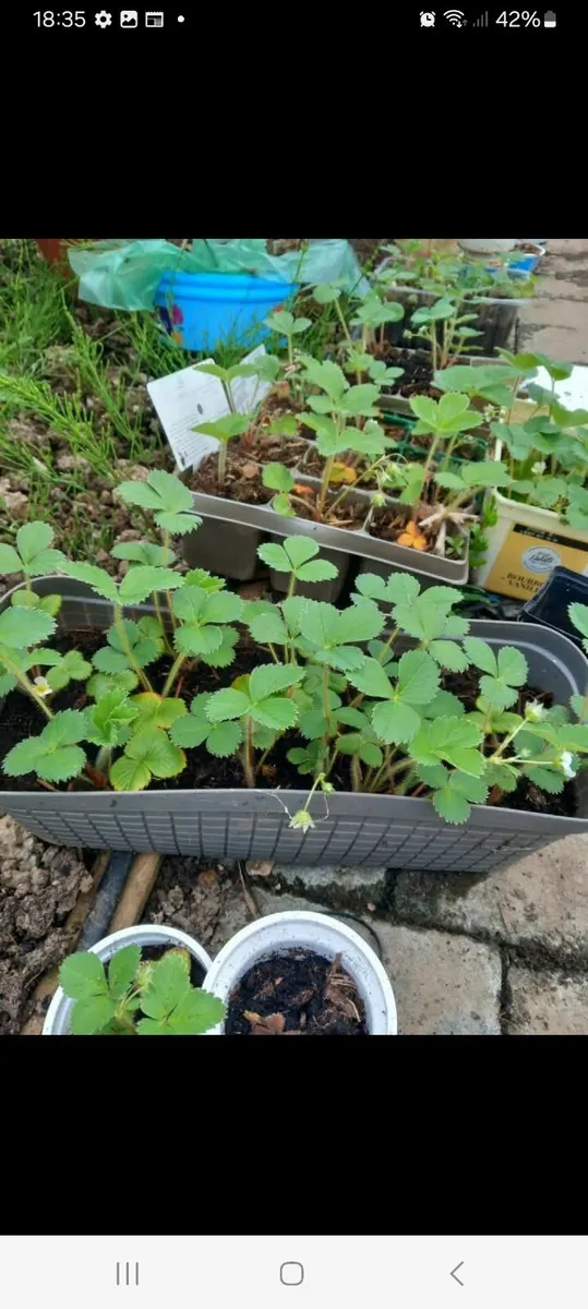 Strawberry plants
