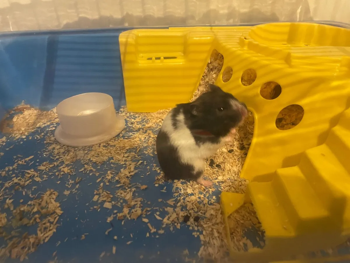 Hamster - Image 1