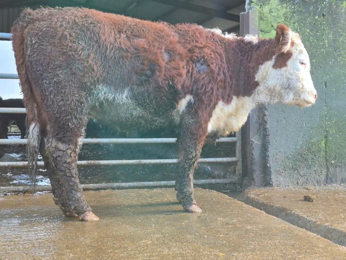 PBNR Hereford Heifer - Image 2