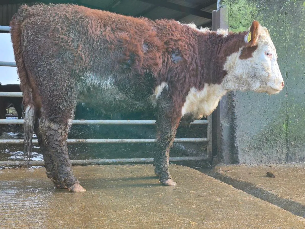 PBNR Hereford Heifer - Image 3