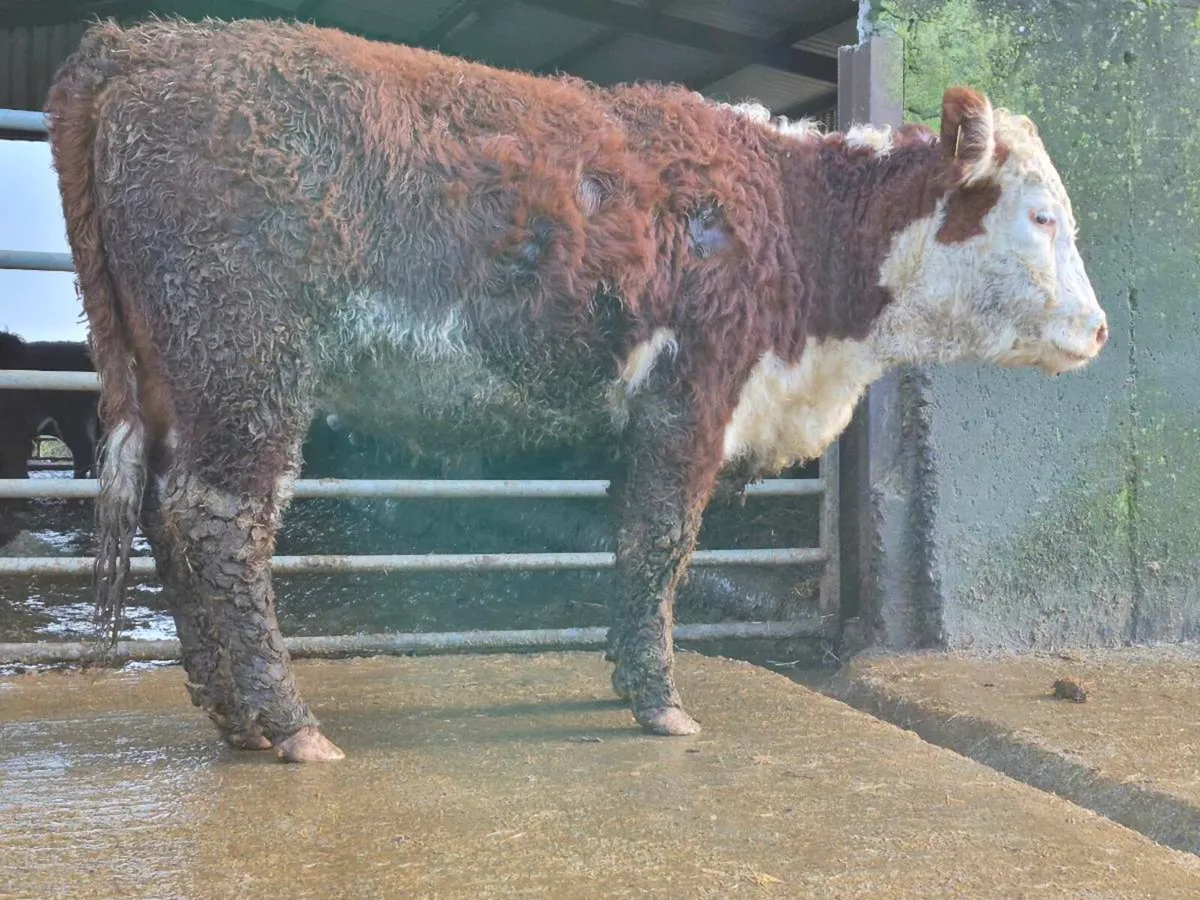 PBNR Hereford Heifer - Image 4