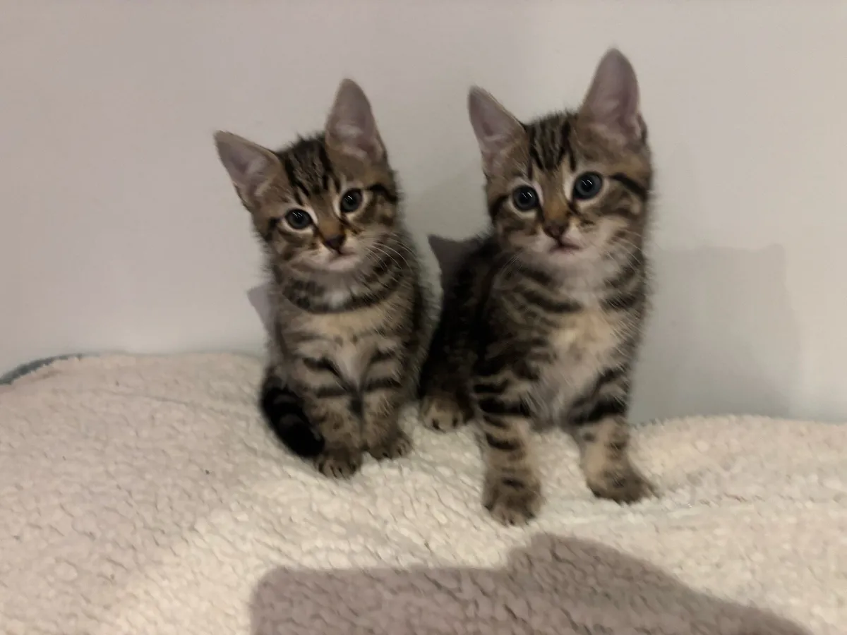 Kittens
