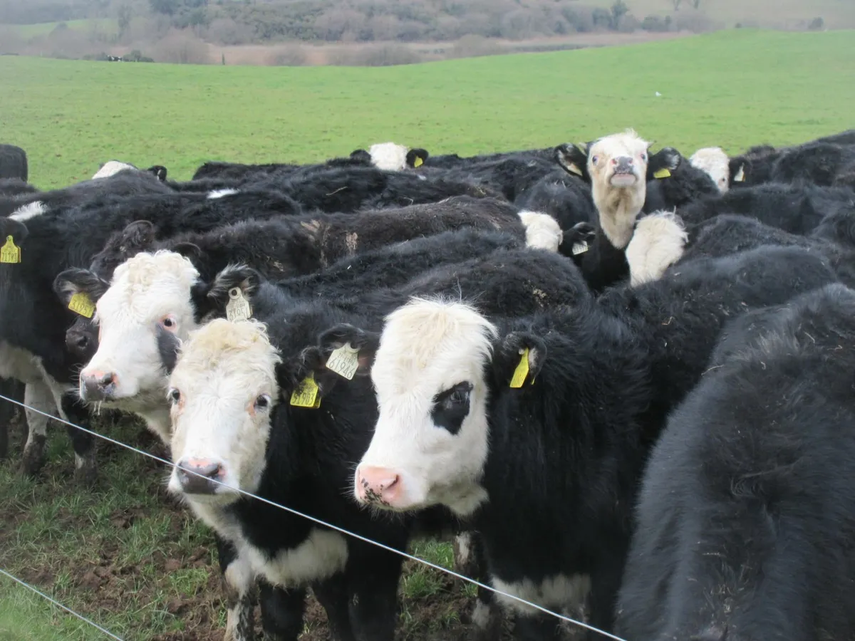 40 hereford and angus heifer weanlings - Image 4