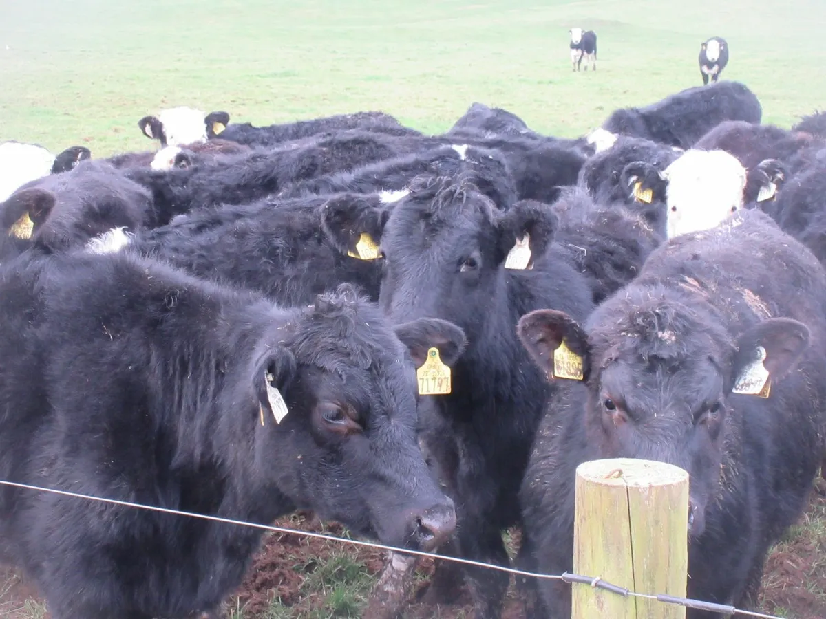 40 hereford and angus heifer weanlings - Image 3