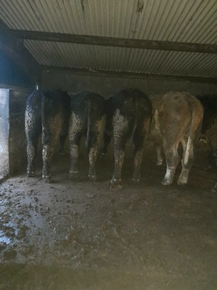 Beef cattle - Image 1