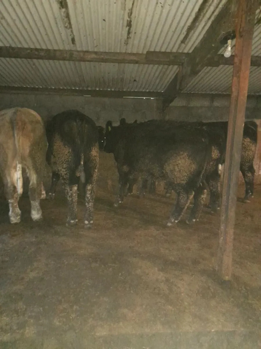 Beef cattle - Image 2