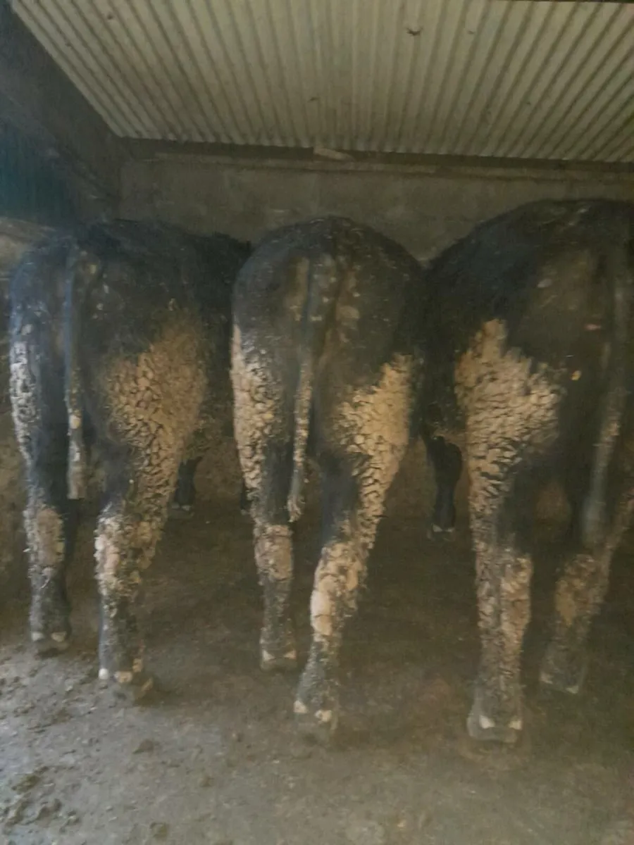 Beef cattle - Image 3