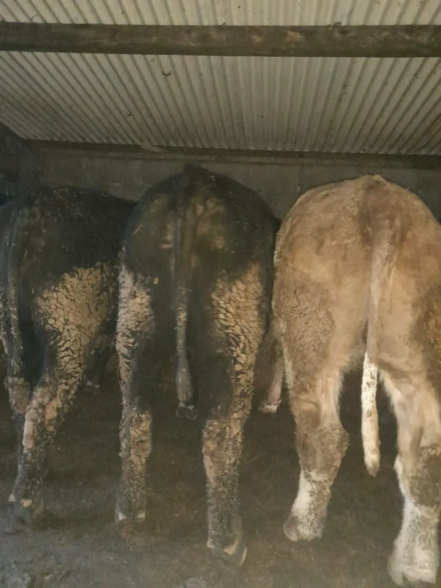 Beef cattle - Image 4