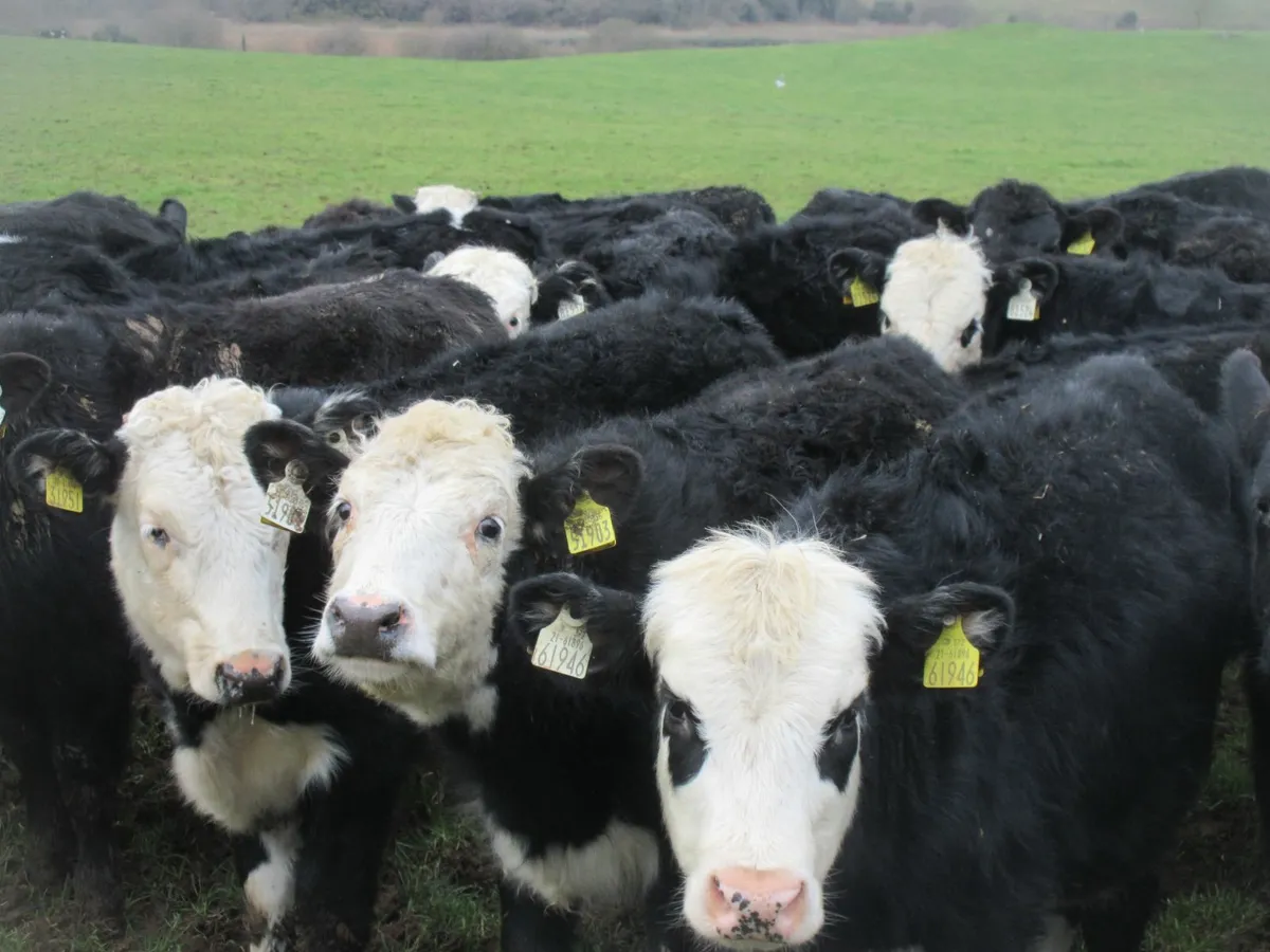 40 hereford and angus heifer weanlings - Image 1