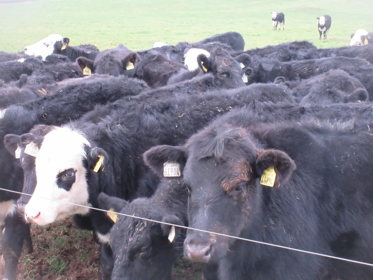 40 hereford and angus heifer weanlings - Image 2