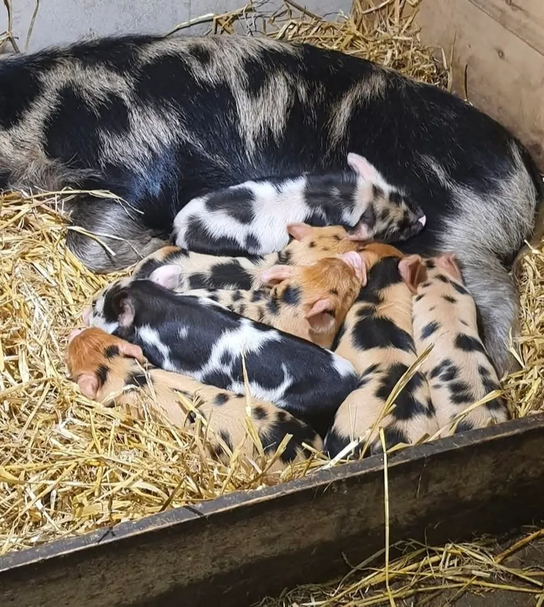 KuneKune Pigs - Image 1