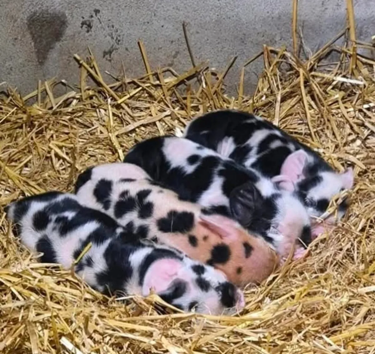 KuneKune Pigs - Image 2