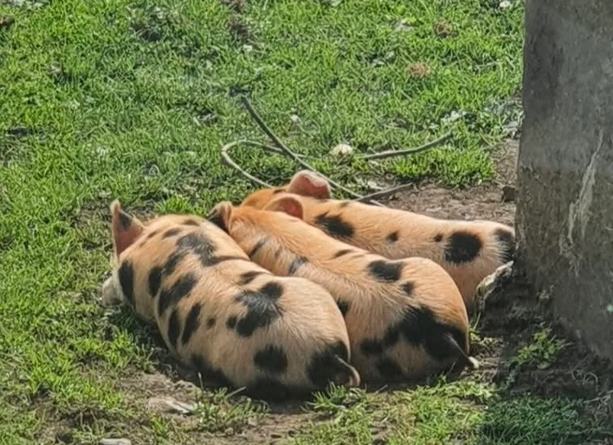 KuneKune Pigs - Image 3