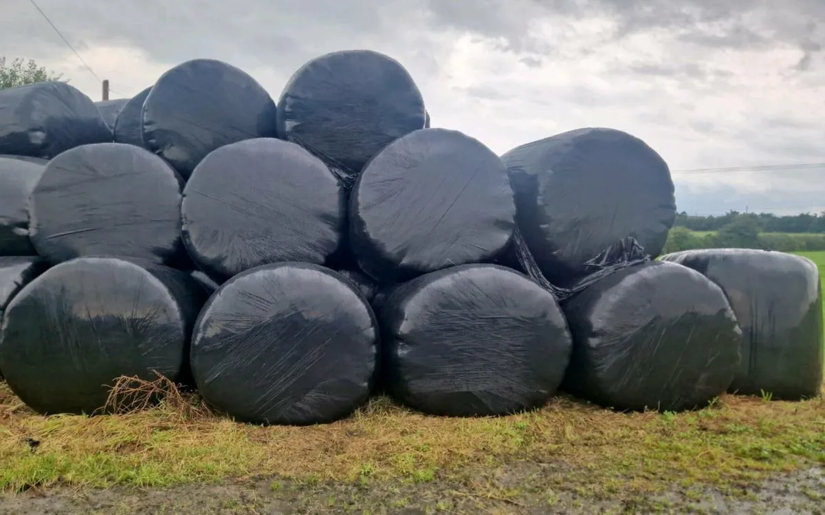 Silage For Sale