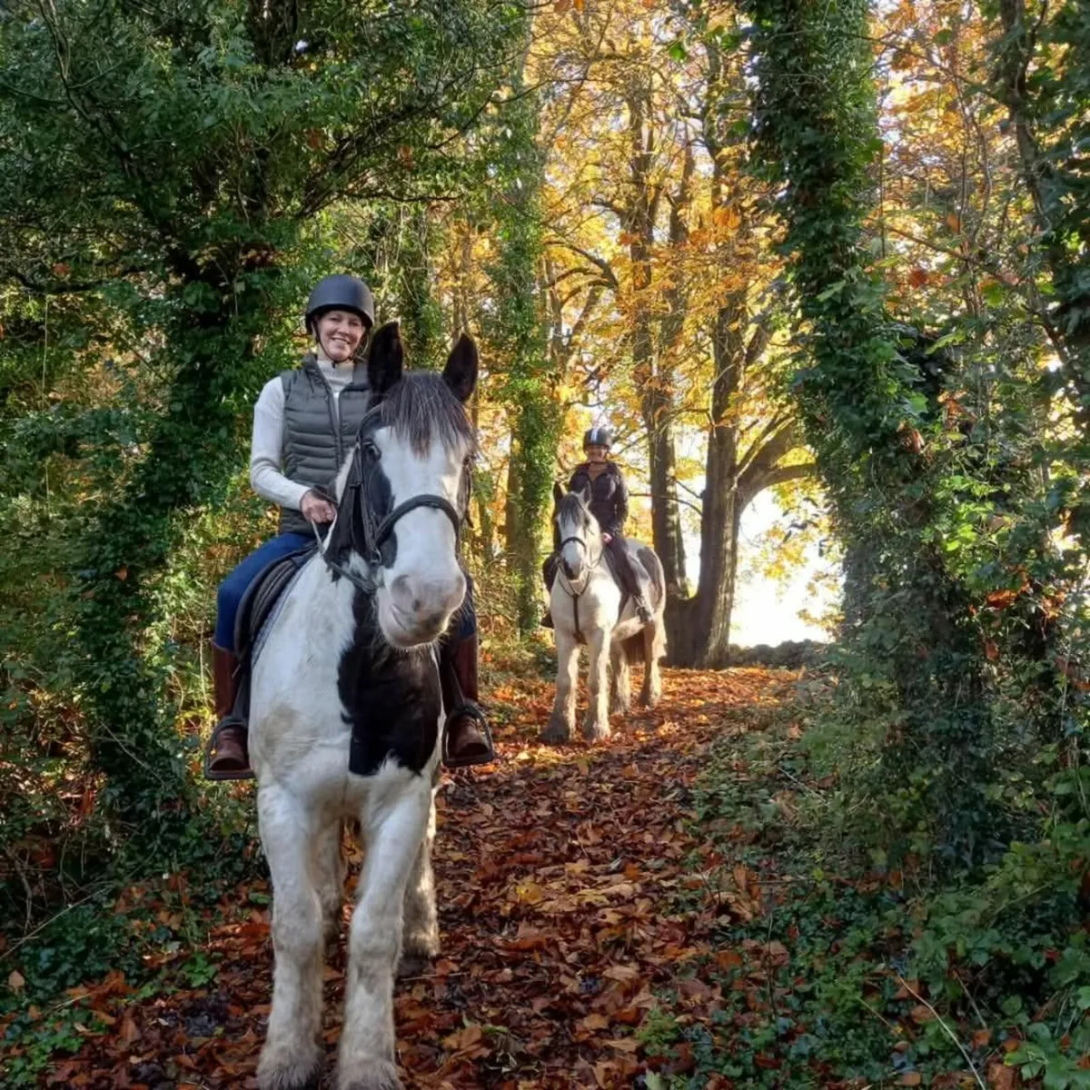 15 hands geldings - Image 2