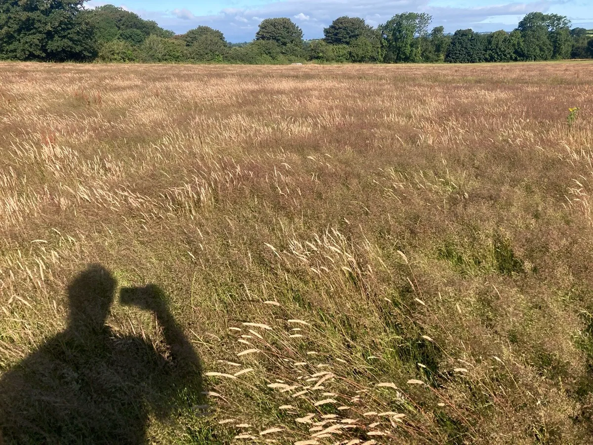Horse Haylage - Image 2
