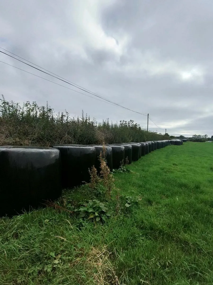First and second cut silage for sale - Image 2