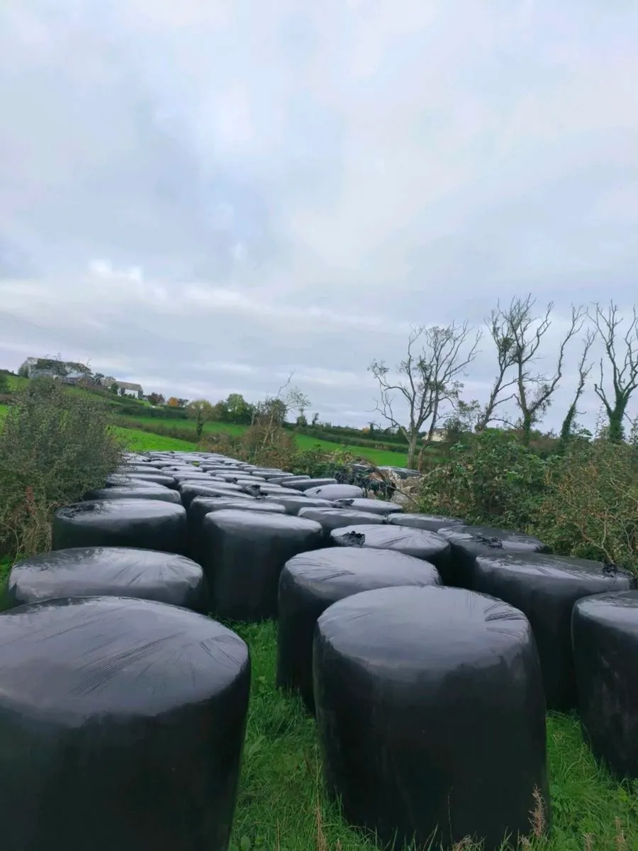 First and second cut silage for sale - Image 1