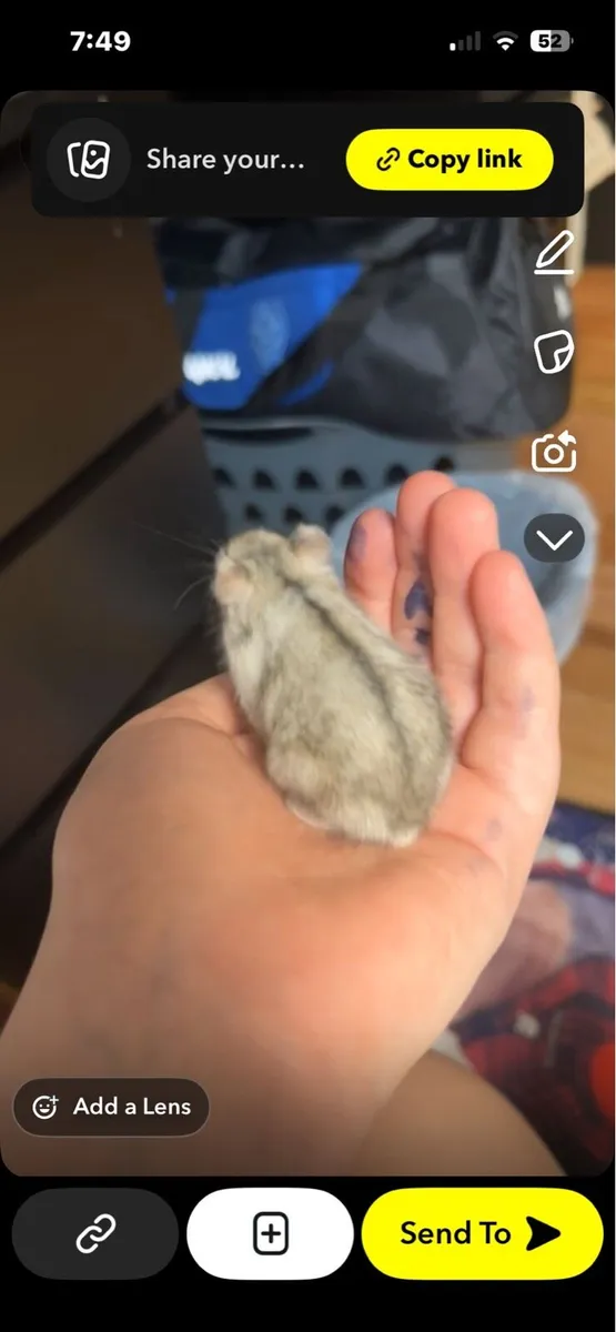 Hamster miniture - Image 1