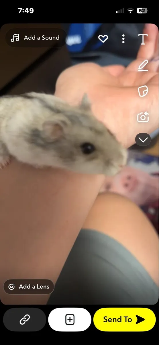 Hamster miniture - Image 2