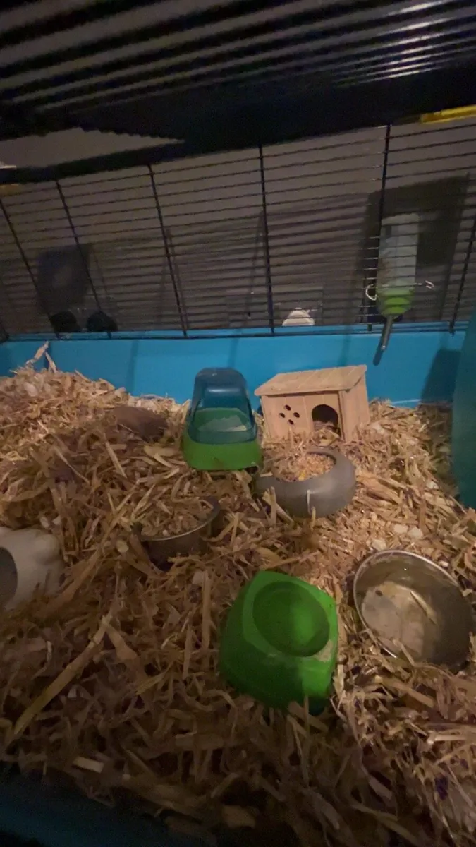 Hamster miniture - Image 4