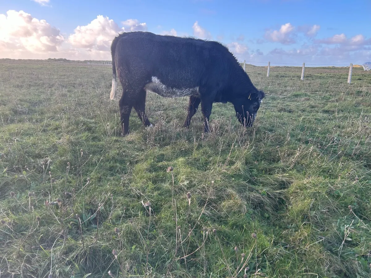 Organic  limousine heifer in calf - Image 2