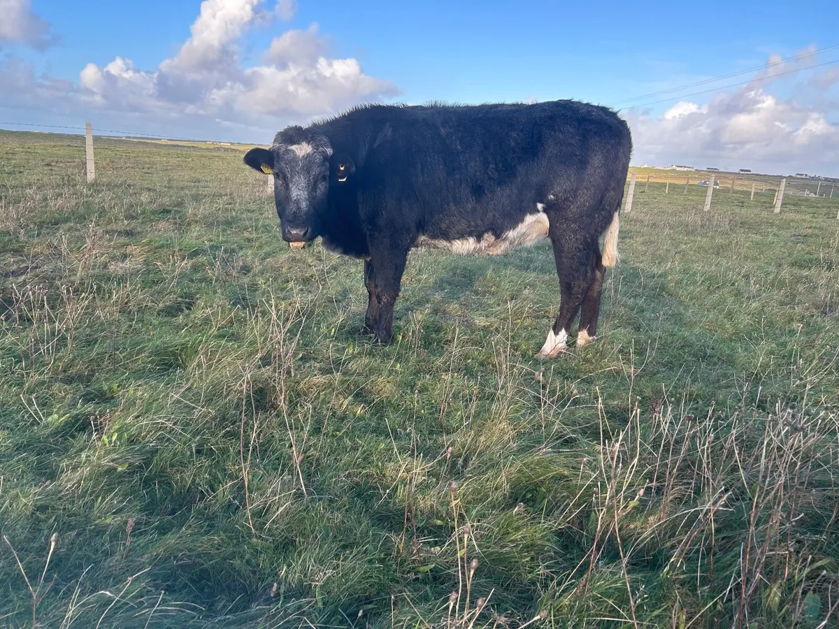 Organic  limousine heifer in calf - Image 3