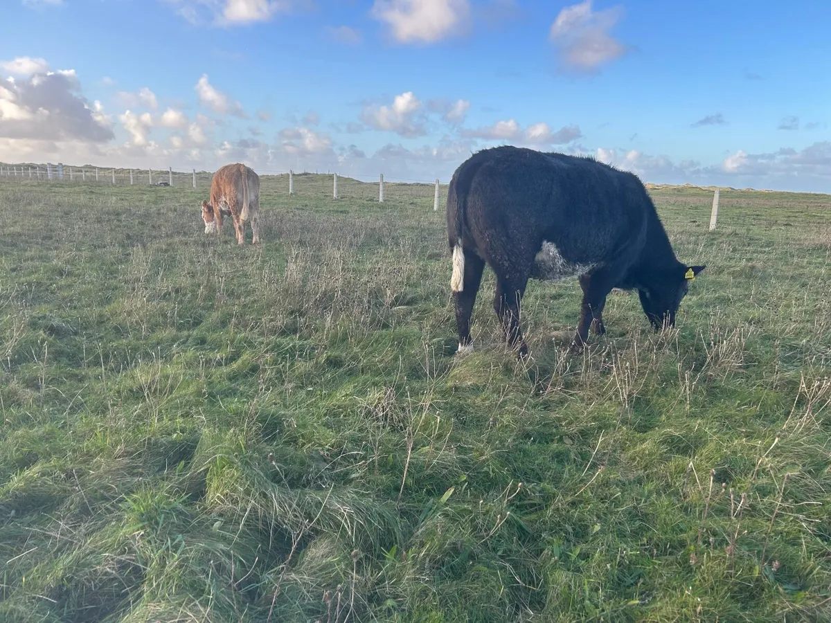 Organic  limousine heifer in calf - Image 4