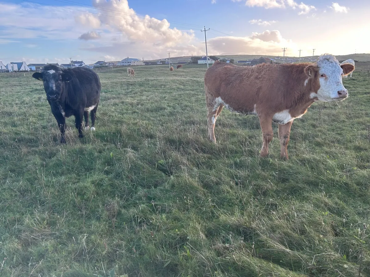 Organic  limousine heifer in calf - Image 1