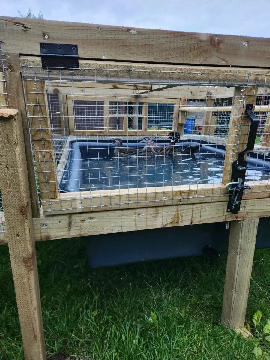 PREORDER for Mandarin and Carolina Duck Eggs