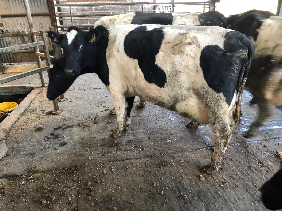 Friesian heifer to rear calves - Image 1