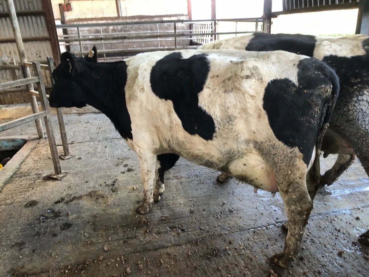 Friesian heifer to rear calves - Image 2