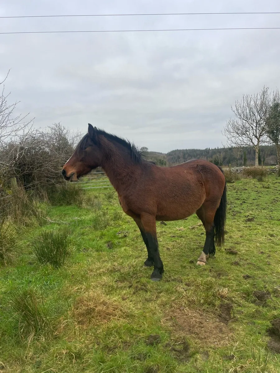 5 year old chestnut filly - Image 1
